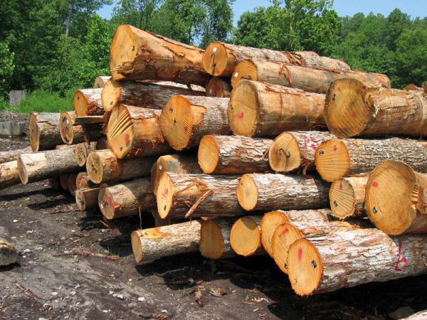 کمک به حفظ منابع و جنگل ها